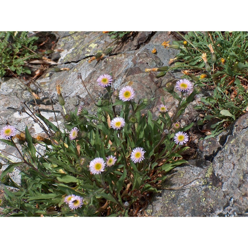 erigeron schleicheri gremli