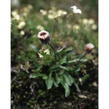 erigeron uniflorus l.