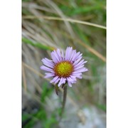 erigeron uniflorus l.