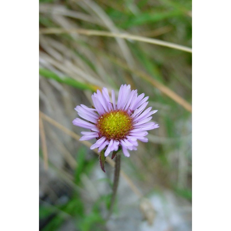 erigeron uniflorus l.