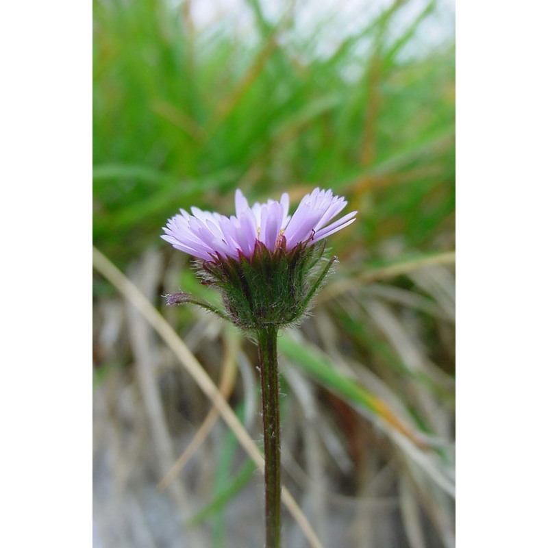 erigeron uniflorus l.