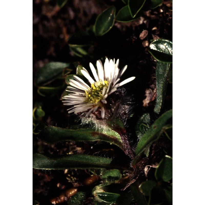 erigeron uniflorus l.
