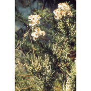 eriocephalus africanus l.
