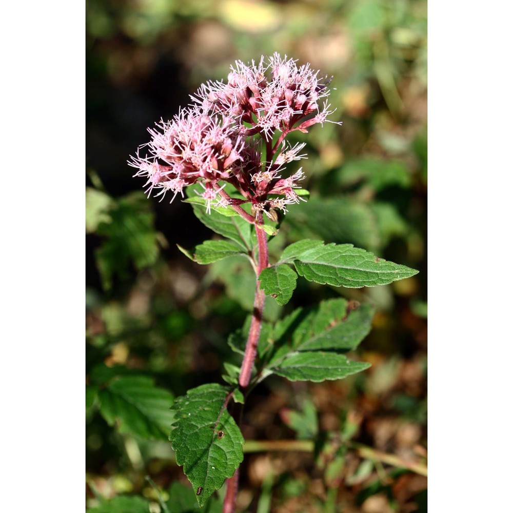 eupatorium cannabinum l.