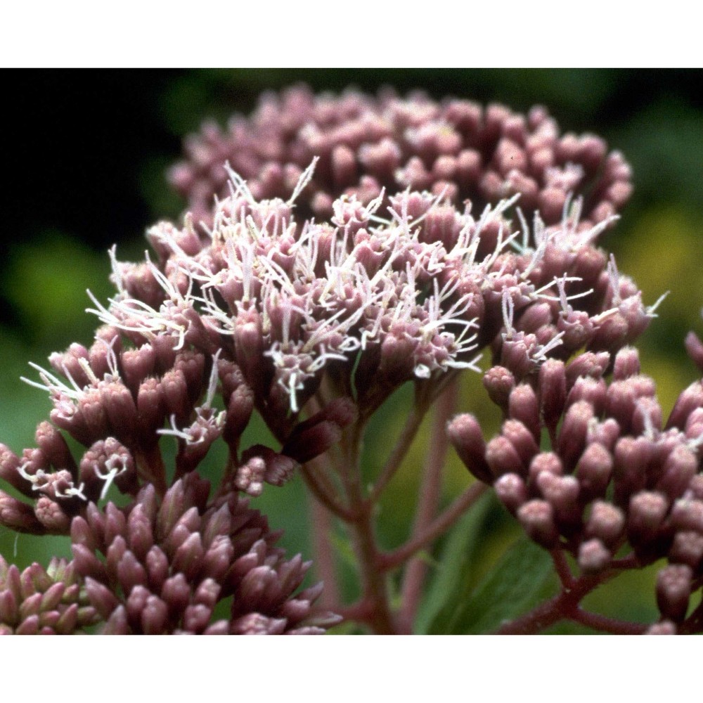 eupatorium cannabinum l.