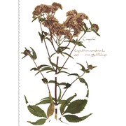 eupatorium cannabinum l.