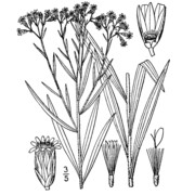 euthamia graminifolia (l.) nutt.