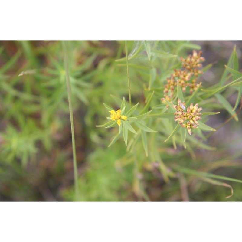 euthamia graminifolia (l.) nutt.