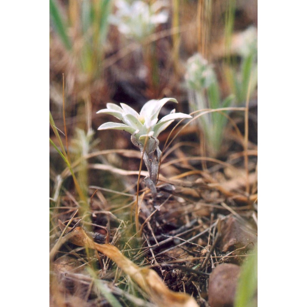 filago asterisciflora (lam.) sweet