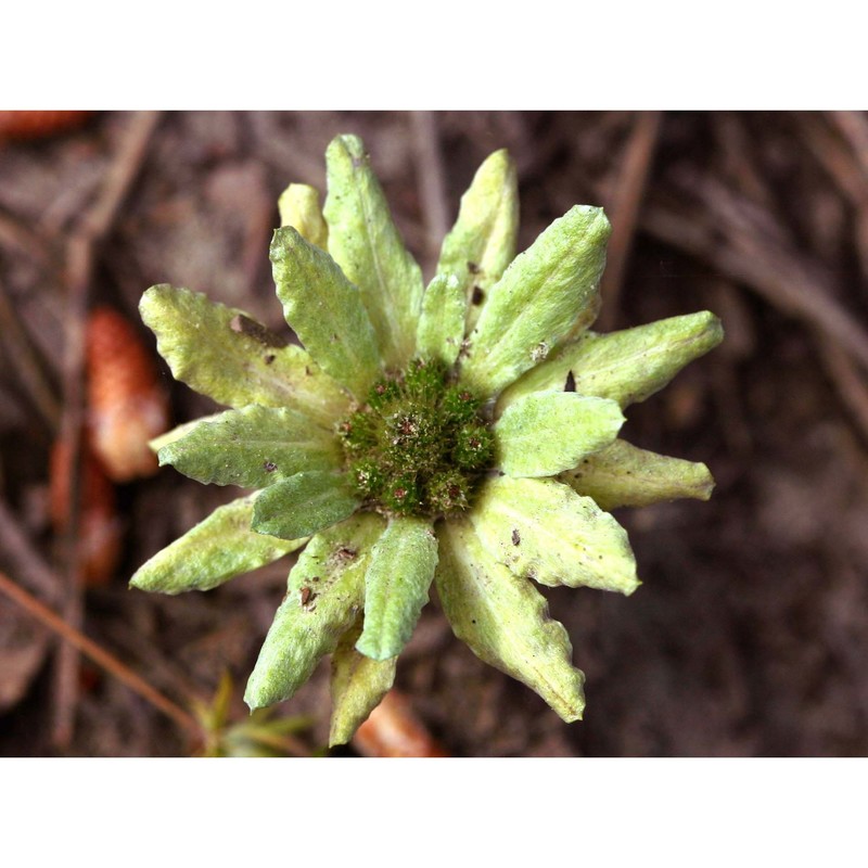 filago asterisciflora (lam.) sweet