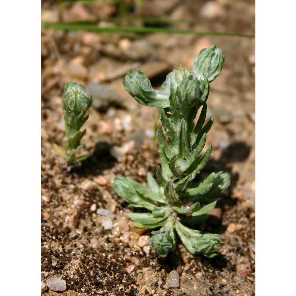 filago germanica (l.) huds.