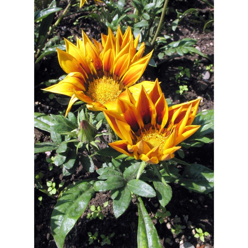 gaillardia aristata pursh