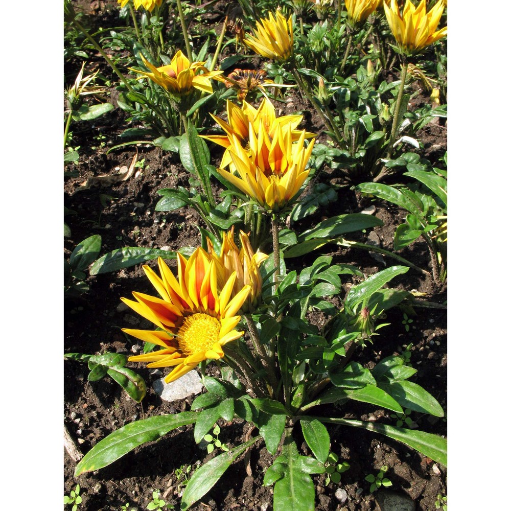 gaillardia aristata pursh