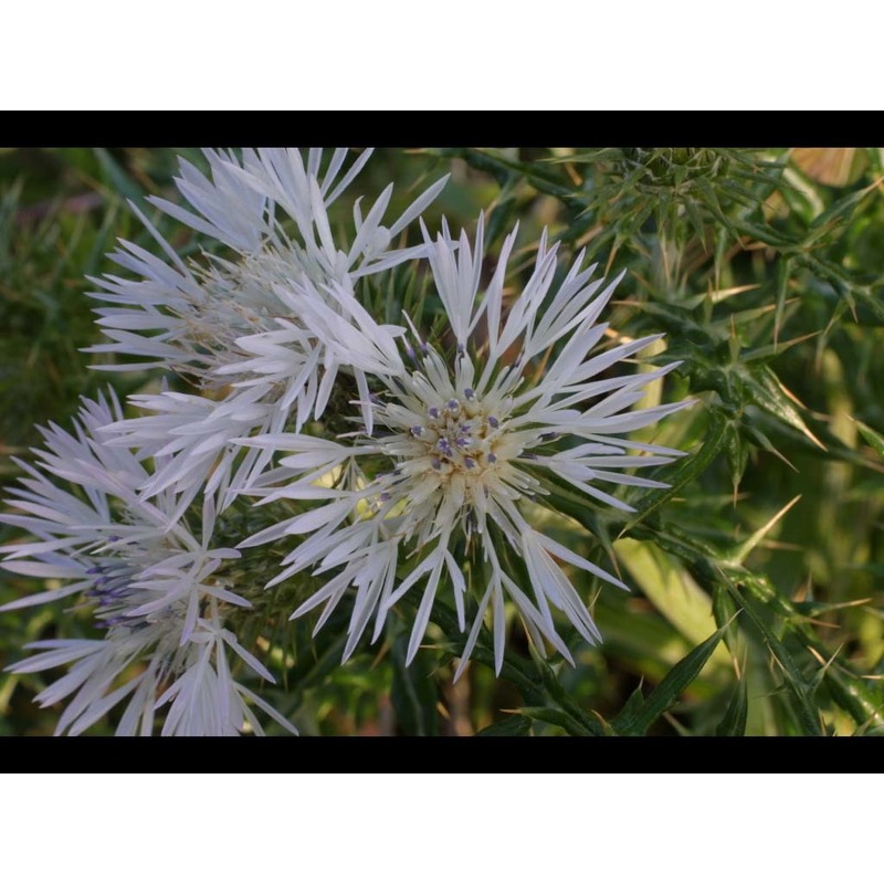 galactites tomentosus moench