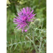 galactites tomentosus moench