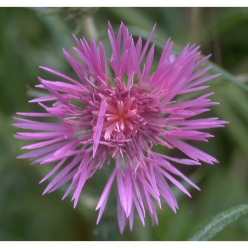 galactites tomentosus moench