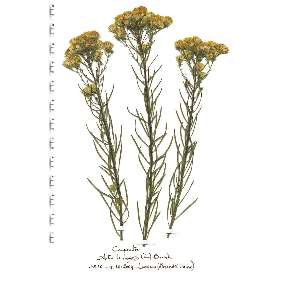 galatella linosyris (l.) rchb. fil. subsp. linosyris