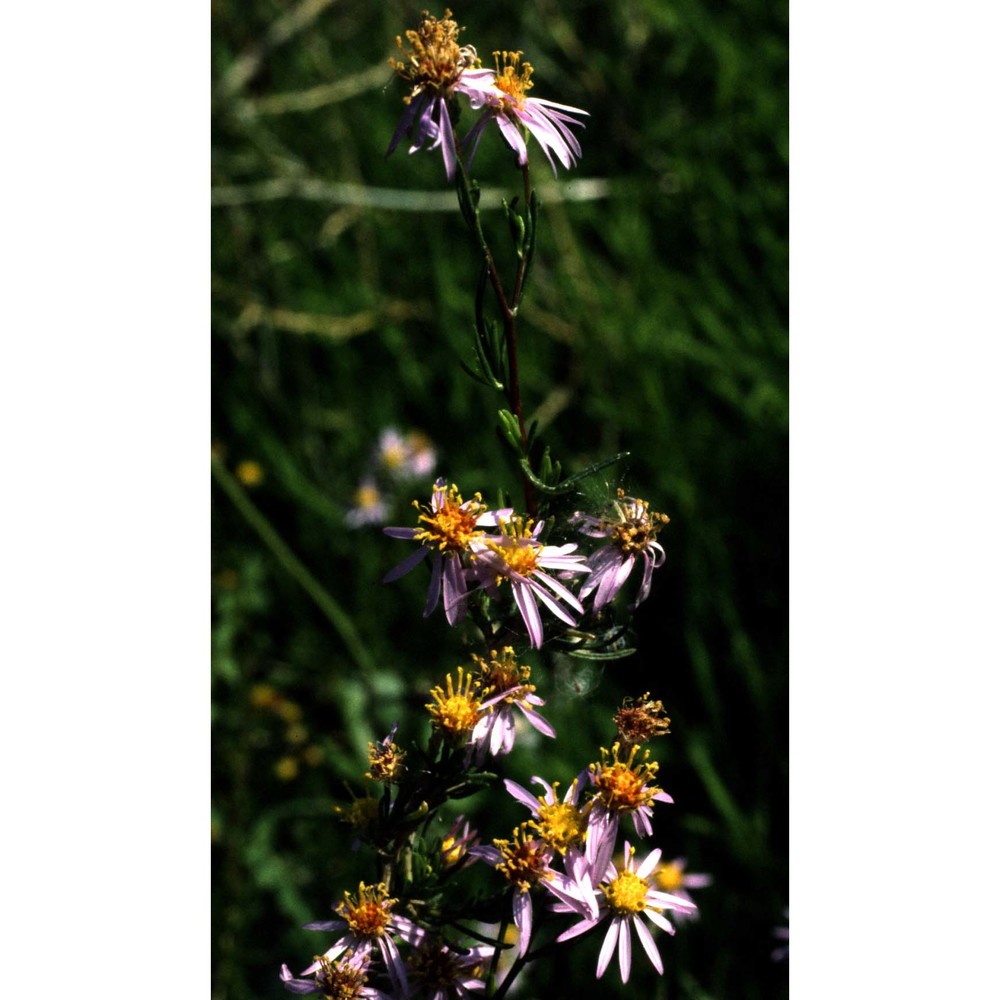 galatella sedifolia (l.) greuter subsp. sedifolia