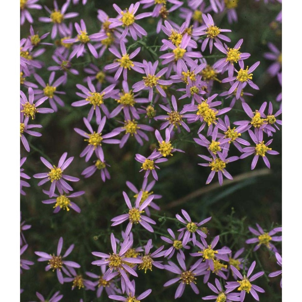 galatella sedifolia (l.) greuter subsp. sedifolia