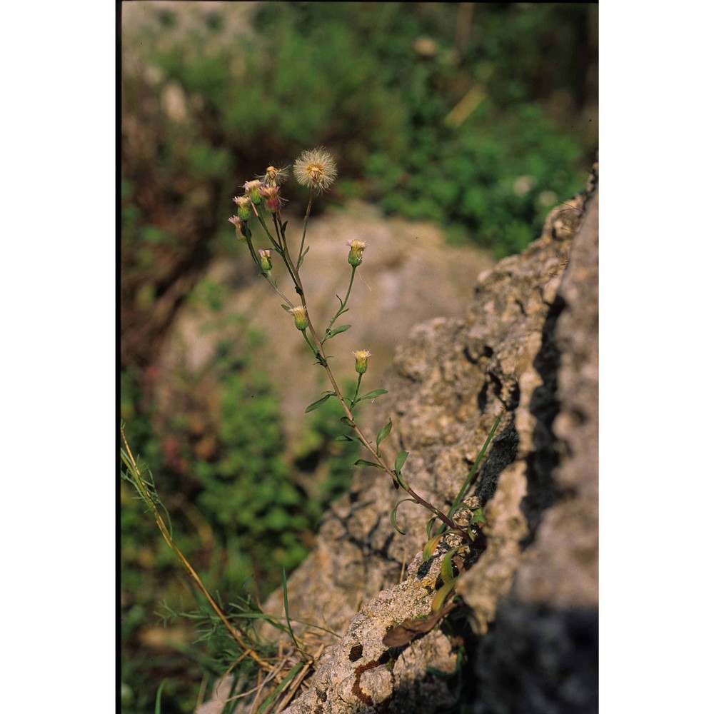 galatella sedifolia (l.) greuter subsp. sedifolia