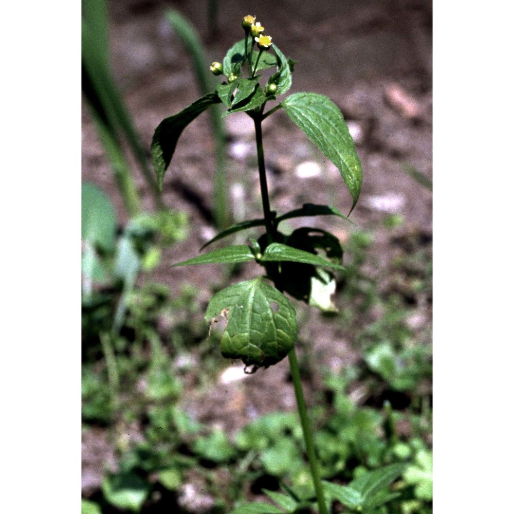 galinsoga parviflora cav.