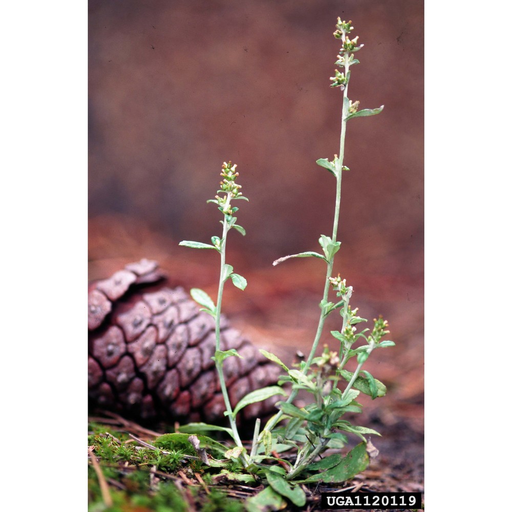 gamochaeta purpurea (l.) cabrera