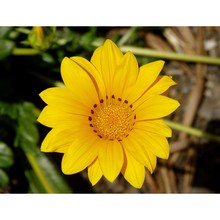 gazania rigens (l.) gaertn.