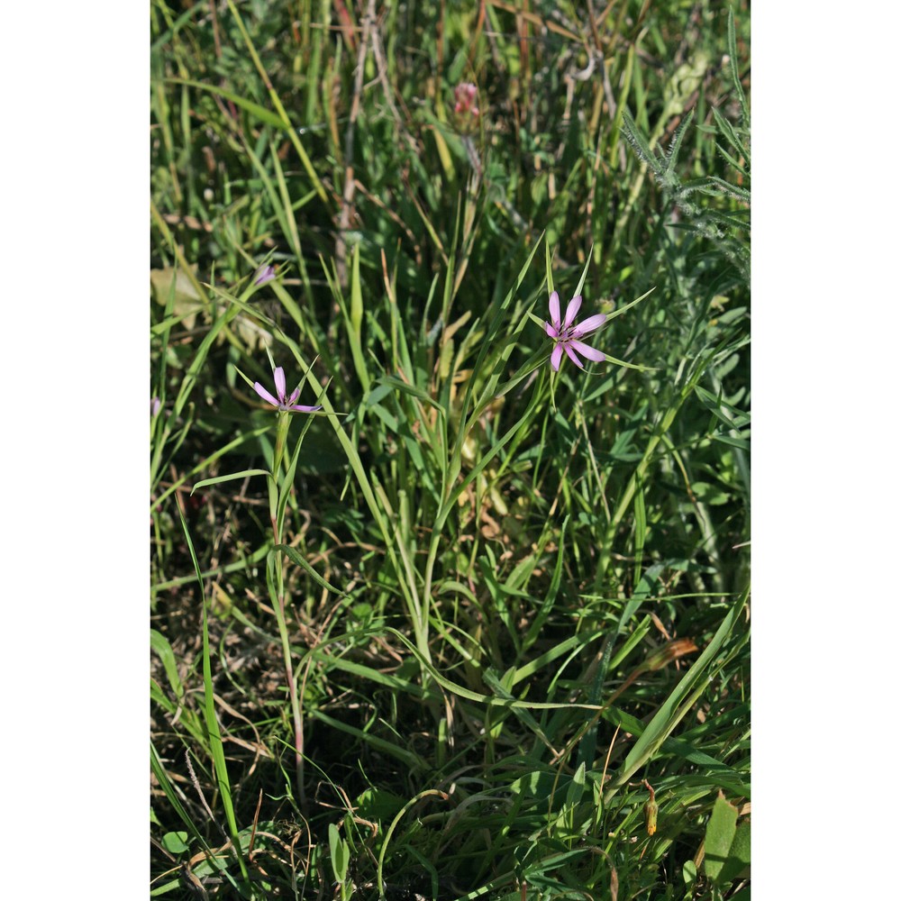 geropogon hybridus (l.) sch. bip.