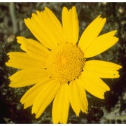 glebionis coronaria (l.) cass. ex spach