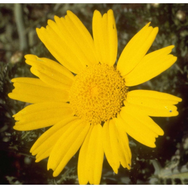 glebionis coronaria (l.) cass. ex spach