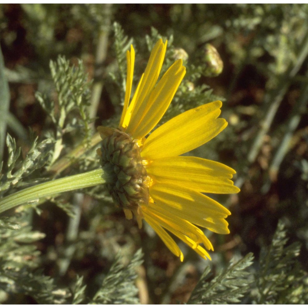 glebionis coronaria (l.) cass. ex spach