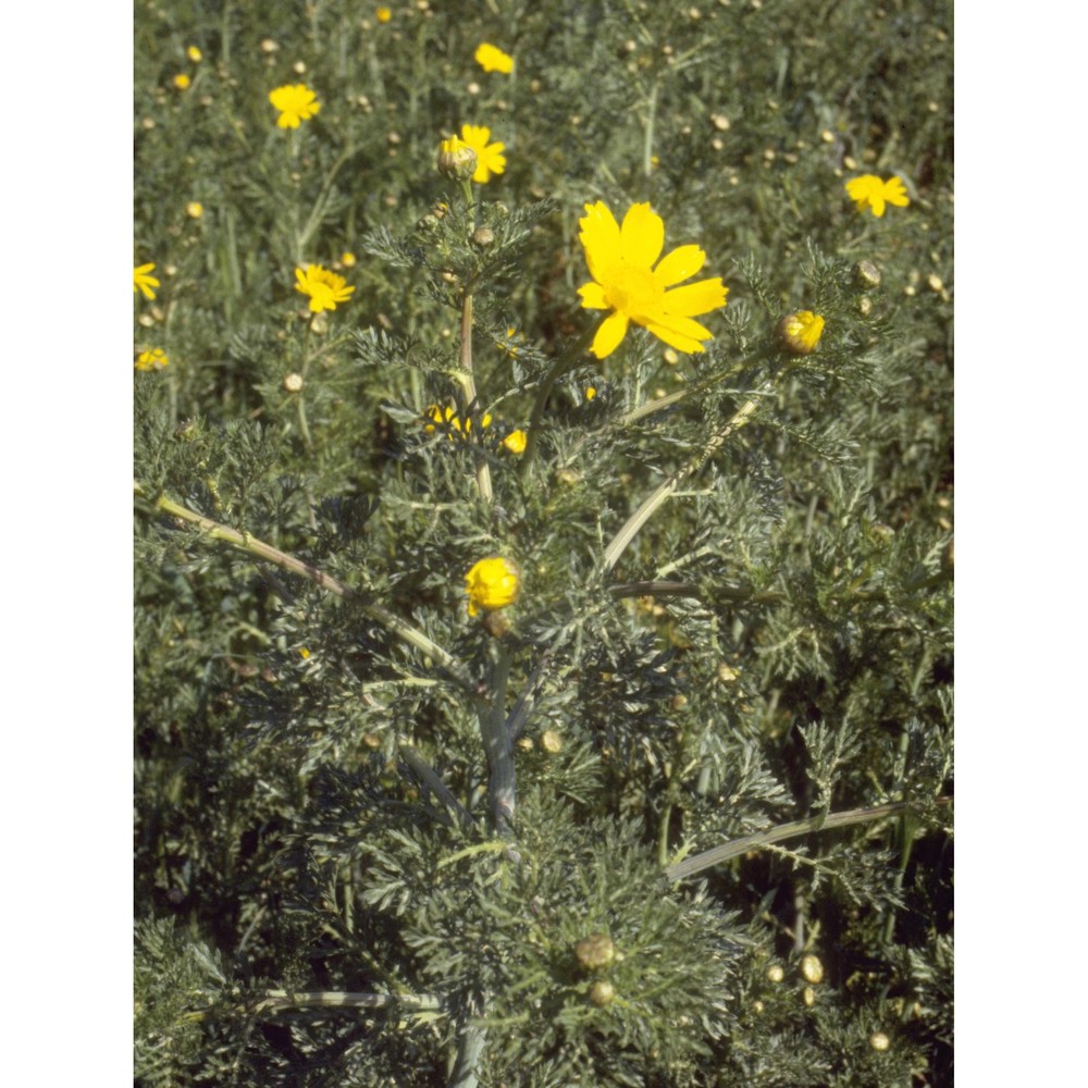 glebionis coronaria (l.) cass. ex spach