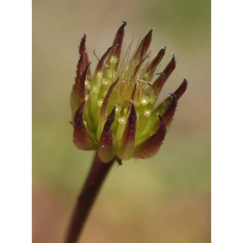 hedypnois rhagadioloides (l.) f. w. schmidt