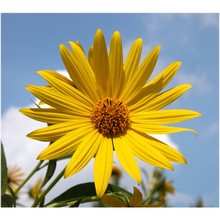 helianthus ×multiflorus l.