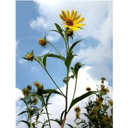 helianthus ×multiflorus l.