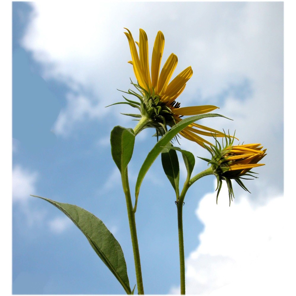 helianthus ×multiflorus l.