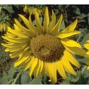 helianthus annuus l.