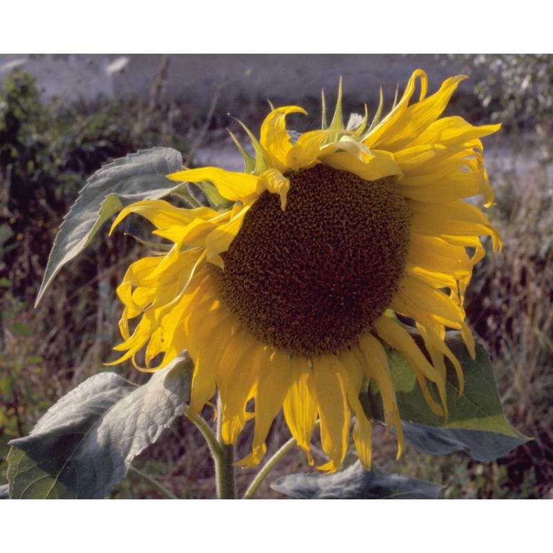 helianthus annuus l.