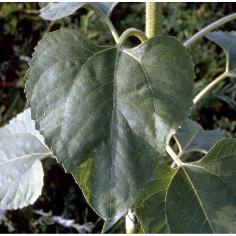 helianthus annuus l.