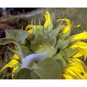 helianthus annuus l.