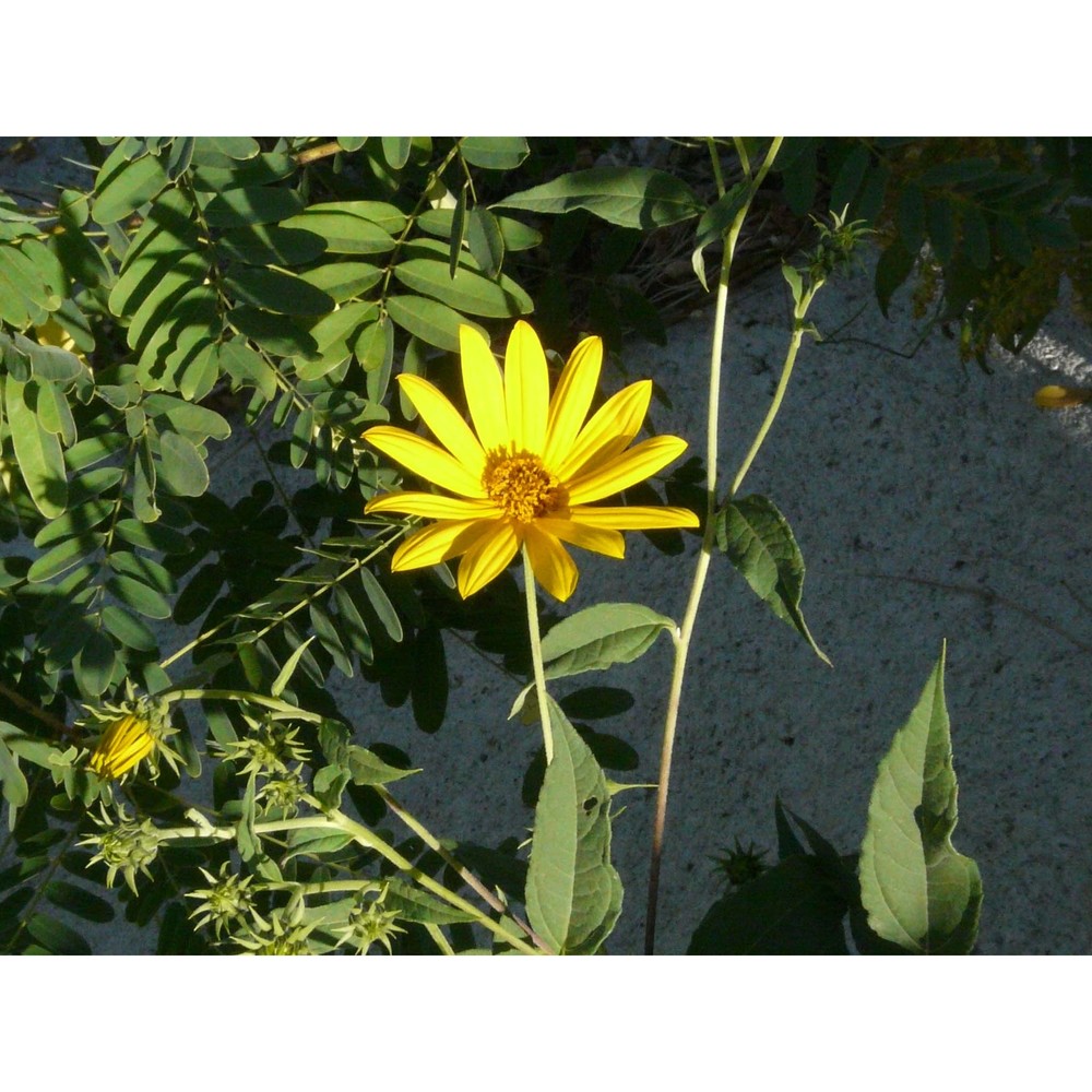 helianthus decapetalus l.