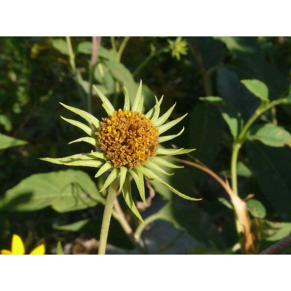 helianthus decapetalus l.