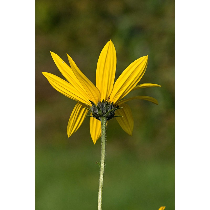 helianthus decapetalus l.