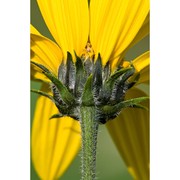 helianthus decapetalus l.