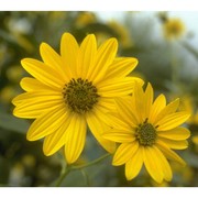 helianthus pauciflorus nutt. subsp. pauciflorus