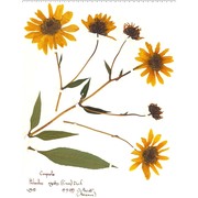 helianthus pauciflorus nutt. subsp. pauciflorus