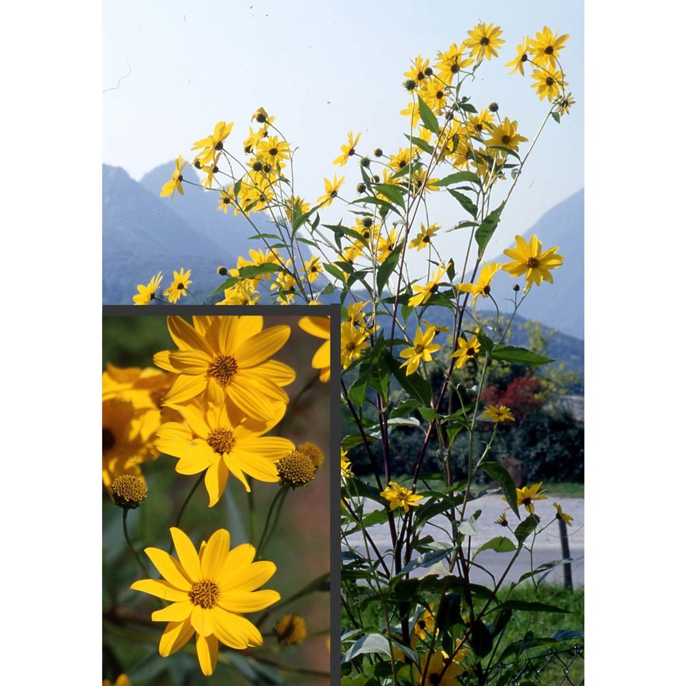 helianthus pauciflorus nutt. subsp. pauciflorus