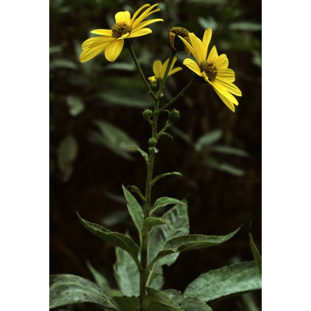 helianthus pauciflorus nutt. subsp. pauciflorus