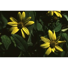 helianthus tuberosus l.