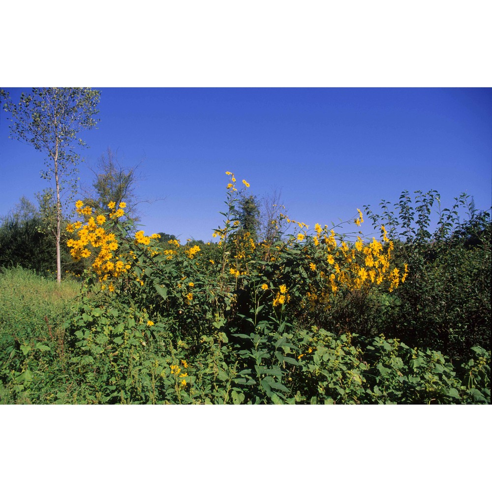 helianthus tuberosus l.